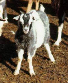 Goat Blog - Goat Spots front of the knee diagram 